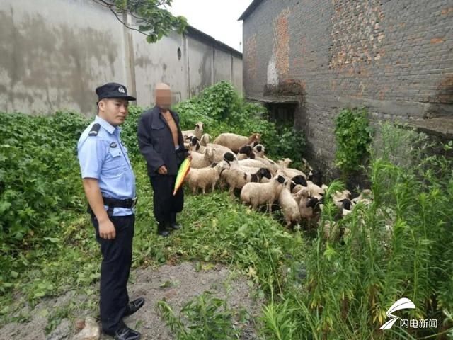  民警|“我家42只羊丢了”民警和农户冒雨找了5个小时