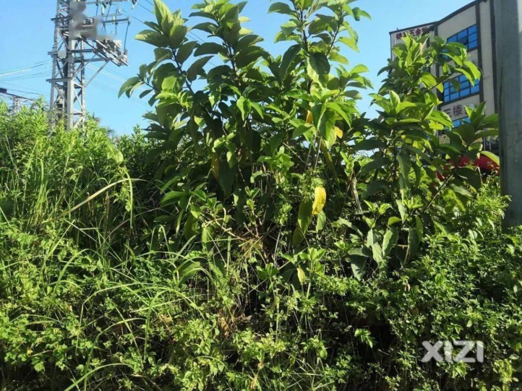  红绿灯|东江高新区这红绿灯人行道存在安全隐患……