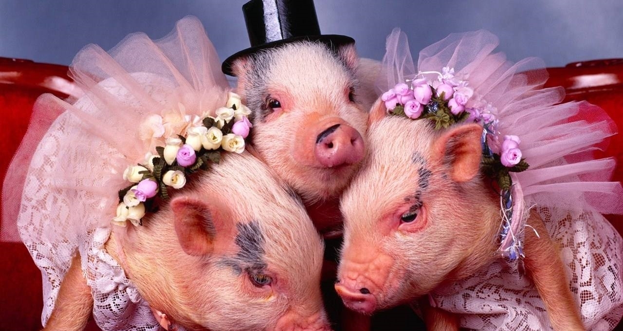 家里|一个家里属猪的人多了好吗? 属猪和家里属猪的人必看, 不看后悔!