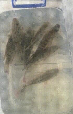 糖醋|土鲫鱼最好吃的方法,糖醋葱烧,连骨酥,开胃健脾