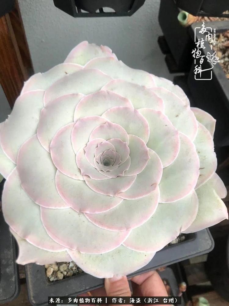  梅雨季|干货：高温高湿梅雨季，山地玫瑰养护提醒，帮你远离黑腐！