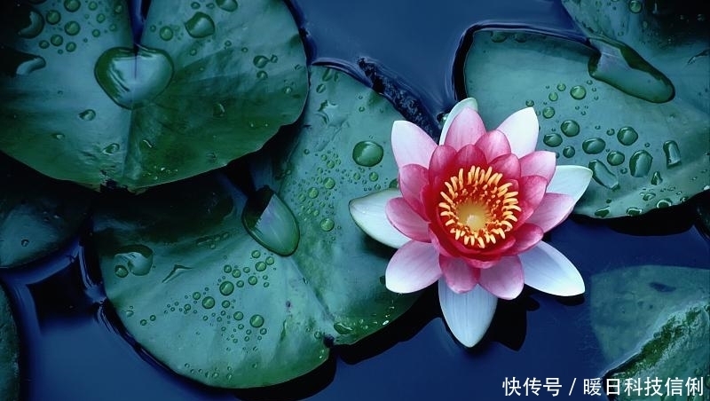 至少|三伏天，和它绝配的是红豆，我家每周至少吃3次，湿气没了睡眠好