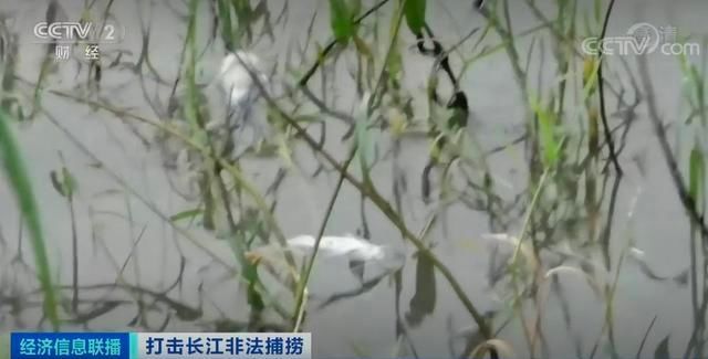  长江|记者直击长江禁捕“630”沱江收网行动：抓获9人，收缴大量电鱼机、地笼网、绝户网等网具