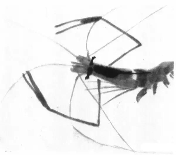  画法|怎么画鱼虾蟹蛙、写意《趣》画法