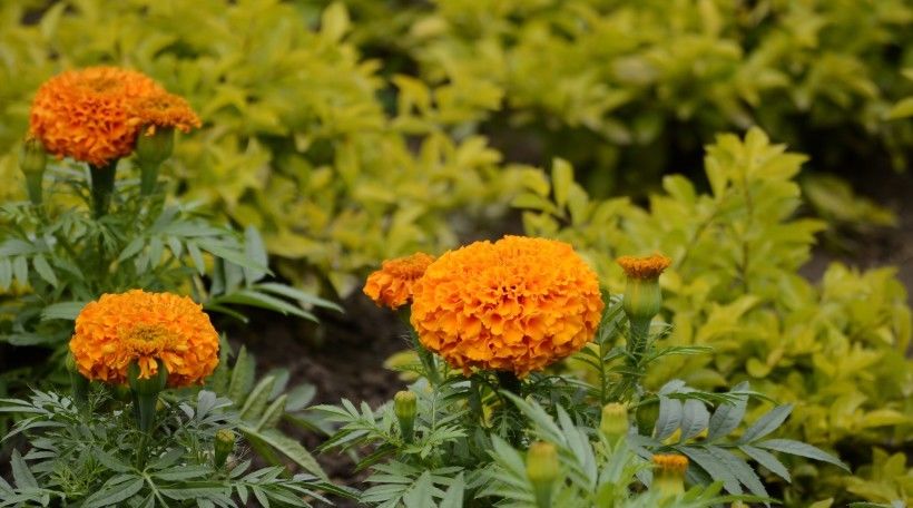  运气|8月开始前途一片光明，运气好赚大钱，家中喜上加喜的四大生肖