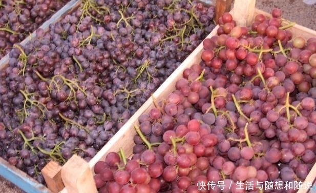 葡萄|菜市场买葡萄要注意,注意这2种葡萄不要买,多亏商贩提醒