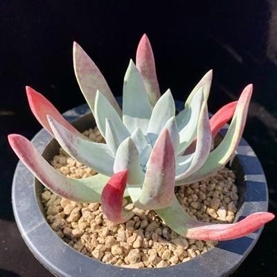  些多肉|多肉叶片出现一层白粉？恭喜