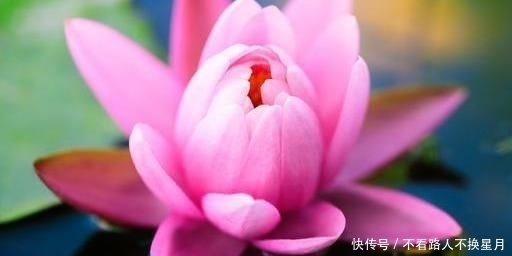 种东西不可|好人有好报,好因有好果!善良做人,心安一生