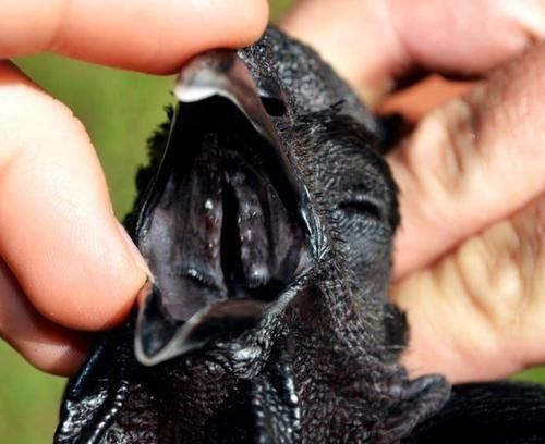 鸡界|600万一只的鸡,堪称鸡界的劳斯莱斯,鸡蛋都是黑色的!