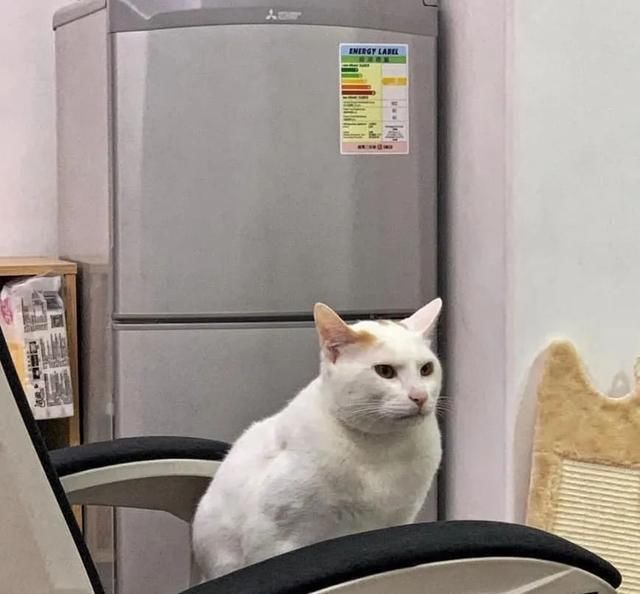  流浪|网友捡到一只瘦弱小流浪猫，几个月后变身肌肉壮汉