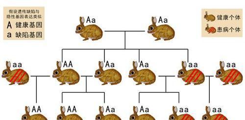  兔史|澳洲除兔史：还原野兔的发展过程，及控制“兔灾”的手段