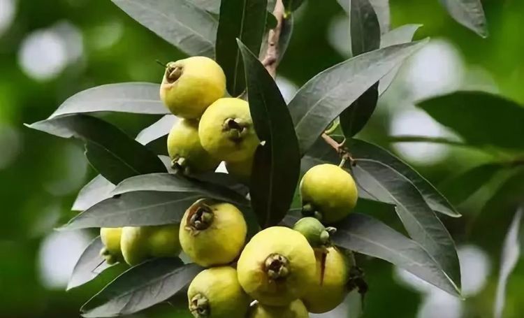 南方人|南方特有的4种水果，作为南方人也不认识，北方人连听都没听过