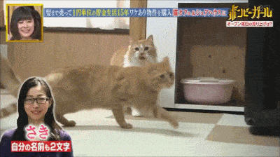  猫咪|只为开猫咪咖啡馆，女子日均开销不到15元，34岁前买下3栋楼！