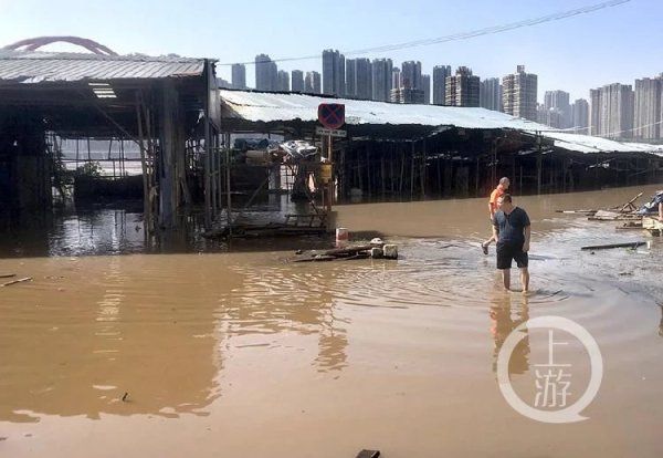 经营户|洪水过境菜园坝竹木市场进水 朝天门码头二平台被淹