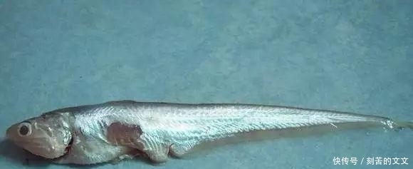  认出|海鲜大全, 你能认出多少