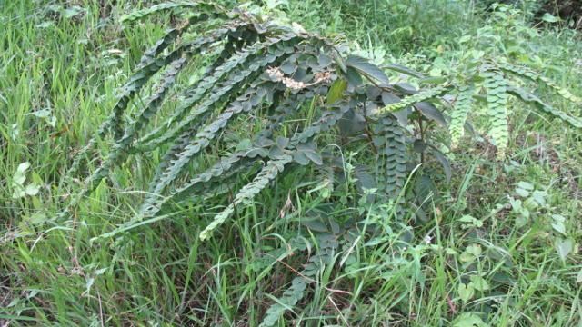 叶片|无需修剪还漂亮，根茎也要70元一斤，却常年荒在山坡，无人问津