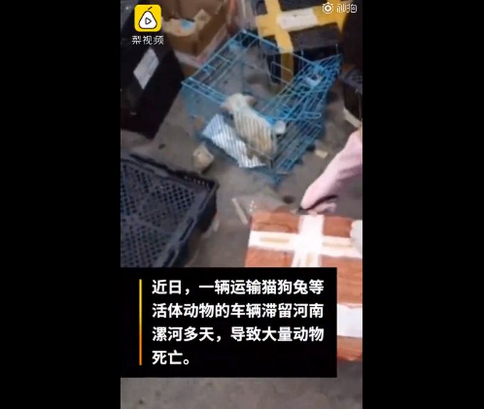宠物|“数千宠物滞留物流园死亡”现场有韵达快递单，工作人员回应：系他人假冒