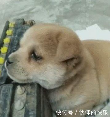 想念|小狗在新家想念狗妈,忍不住想流泪,整天都无精打采!