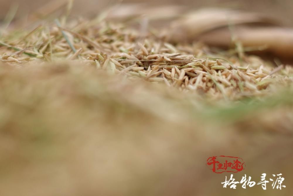 守护者|兴国鱼丝与它的守护者们