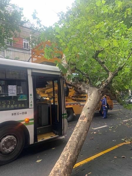  行道树|杨浦隆昌路一行道树倒伏擦撞公交车 幸无人员伤亡