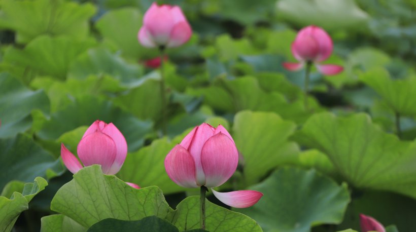  前途|8月开始财运突飞猛进，运势走旺势头，前途无忧的四大生肖