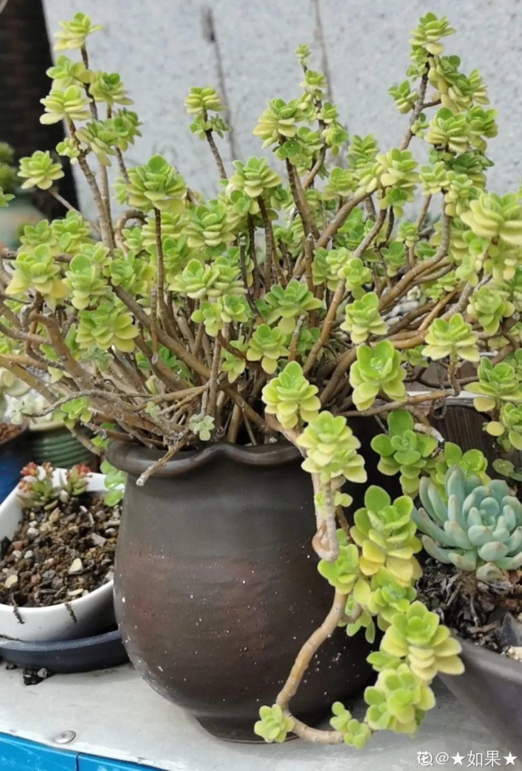 养成|最大的长寿老桩，7年时间，养成盆景！