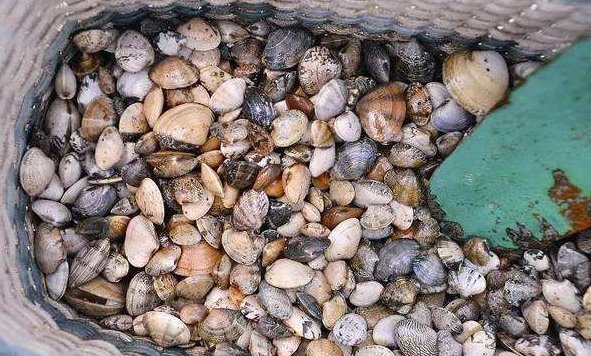 需靠|海边这种野味以前能捡一麻袋,如今吃的人越来越多,需靠人工养殖