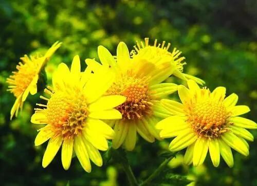 服用野菊花|野菊花有什么功效？