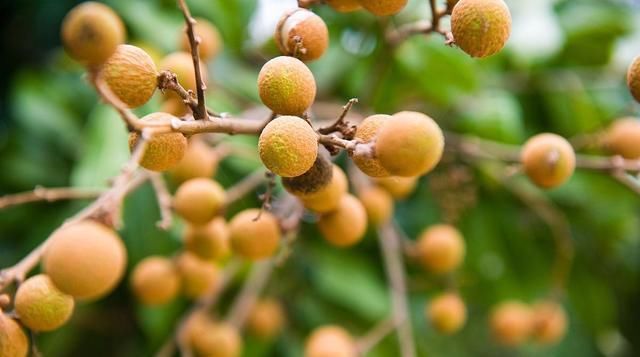  口感|夏日炎炎，清凉解暑水果推荐！