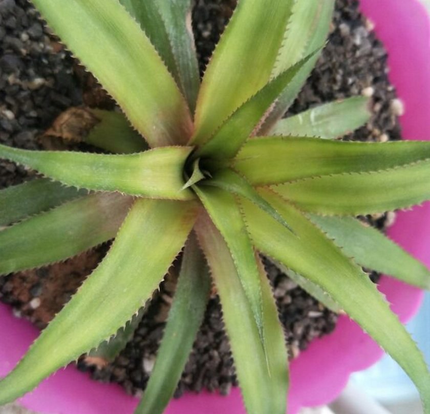 从头到脚|菠萝是个“宝”,从头到脚全有用,扔掉就是浪费