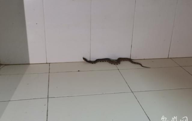 祁门|有剧毒! 祁门一男子散步时遇到毒蛇 消防员赶往现场处置