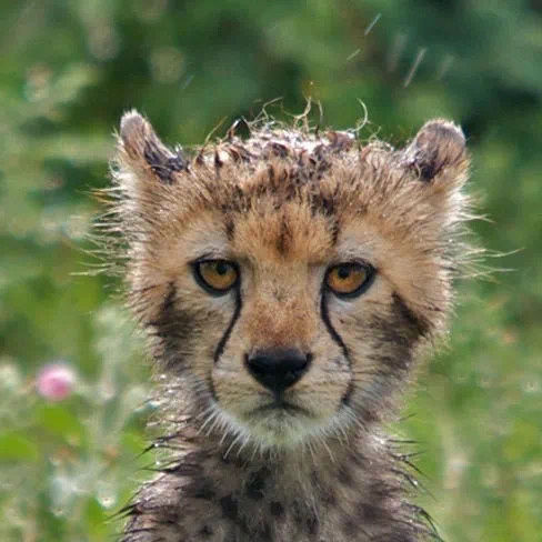 郊游|200901 一次郊游被猫头发现三个代餐 不愧是万物皆可代的王一博