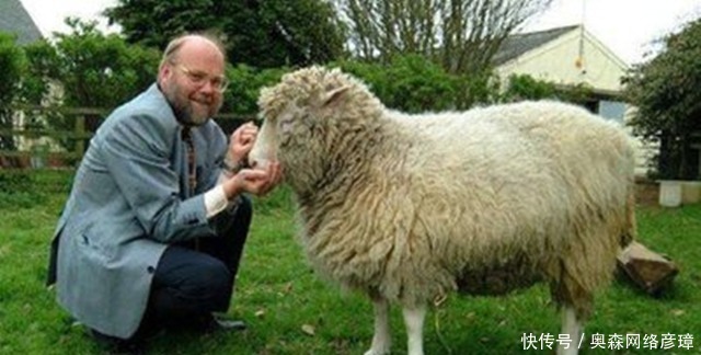  细胞核|人类史上第一只克隆羊多莉，年纪轻轻就得老年病死掉了