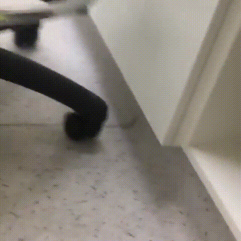 爸妈|爱猫身患癌症，女孩坚决让爸妈掏钱切它耳鼻，13年陪伴比钱重要