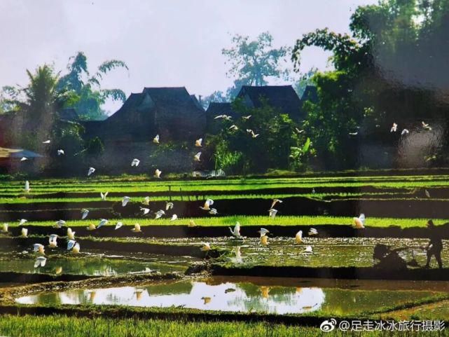  热带雨林|走，去西双版纳！