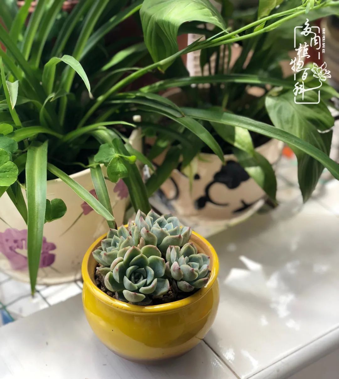  遇上|遇上多肉，遇上美好，情不知所起，一往而深！