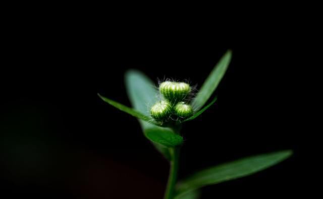  能忍|工作中，那些混得风生水起的人，往往都是墙头草！