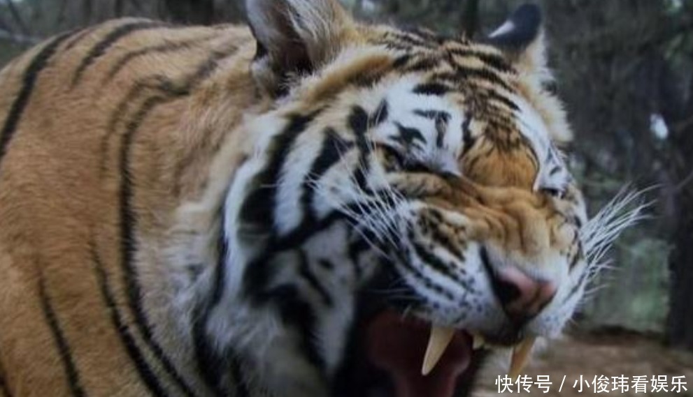 老虎|骗了我们20年?98版武松打虎老虎竟是真的,还买了10万保险