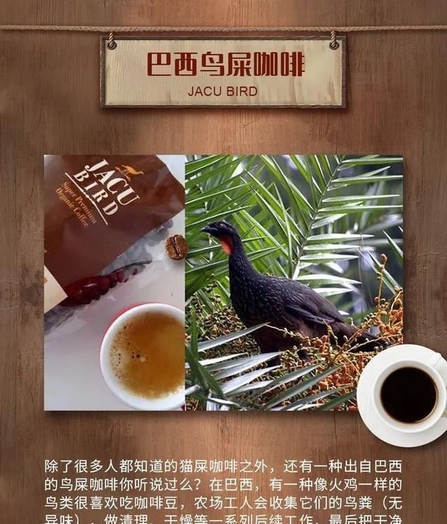 炫耀|不要再炫耀你喝过的猫屎咖啡了