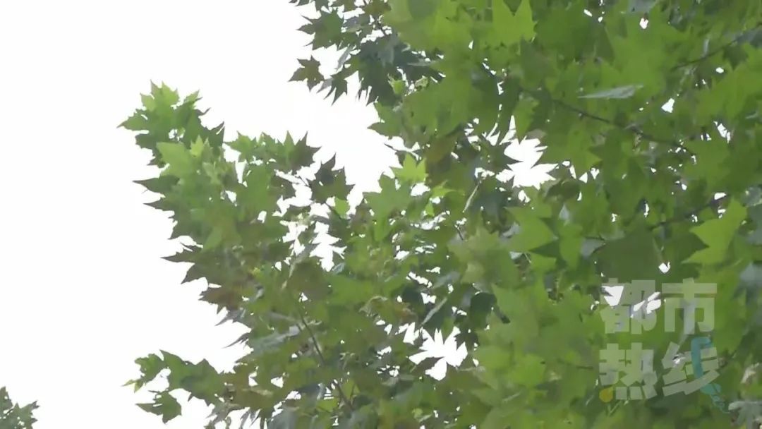痛斥|男子想创业结果被骗，西安民警视频痛斥骗子，结局亮了！