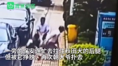 保安|可怕！大爷被狗撕咬保安两次上前施救