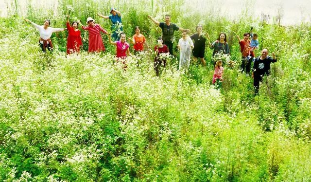 花海|你去过了吗？朝天李家这片白色花海又成网红，宛如一幅美丽画卷！