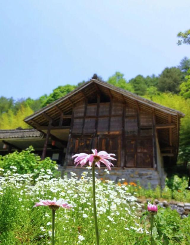  李子|她用3年时间爆改老宅，把荒地变花海：原来除了李子柒，我们还有另一种田园牧歌