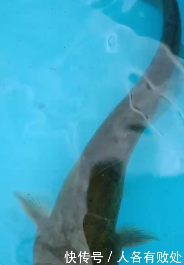 小将|再次征战大坝阵地，最终擒获“鲶军小将”