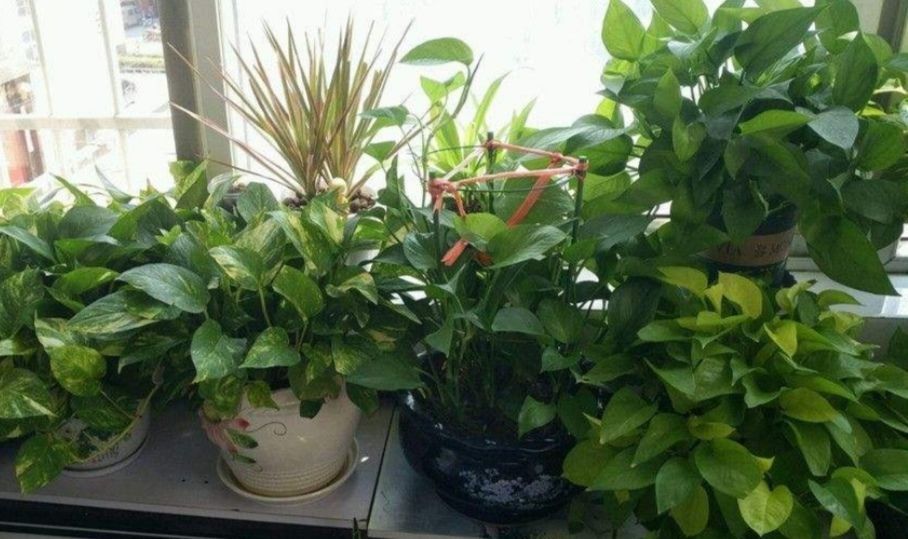 环境|为什么说“一棵绿萝七个鬼”绿萝养在家里到底好不好