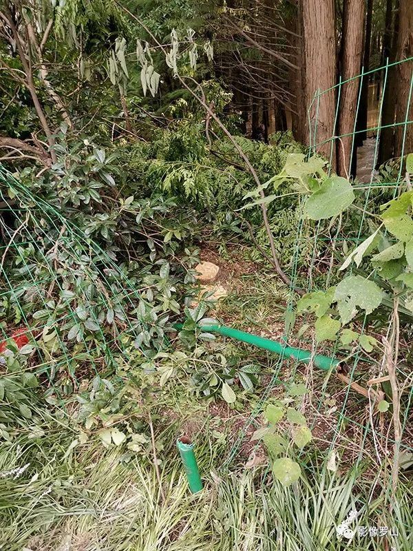  新区杜堰河|罗山鹭林湿地近日遭人砍伐