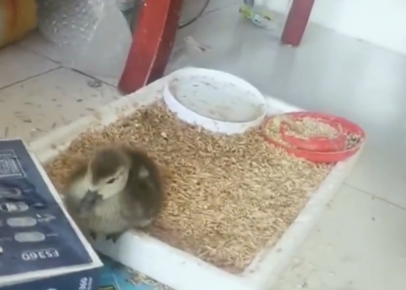  孵出来|男子网购“孔雀蛋”，结果孵出了鸭子！网友：商家没想到真能孵出来