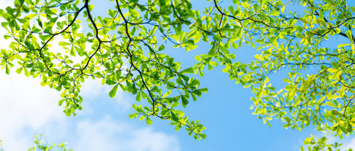  当做|这道菜农村的人喂猪吃，城里的人却当做宝，多吃对身体好处多多