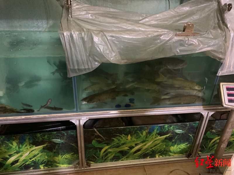  警方|长江重点水域最大非法捕捞案告破：金额超1200万，知名河鲜馆涉案，还涉及云贵渝