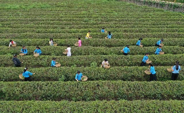  学校|山村学校的“韵味”茶艺课